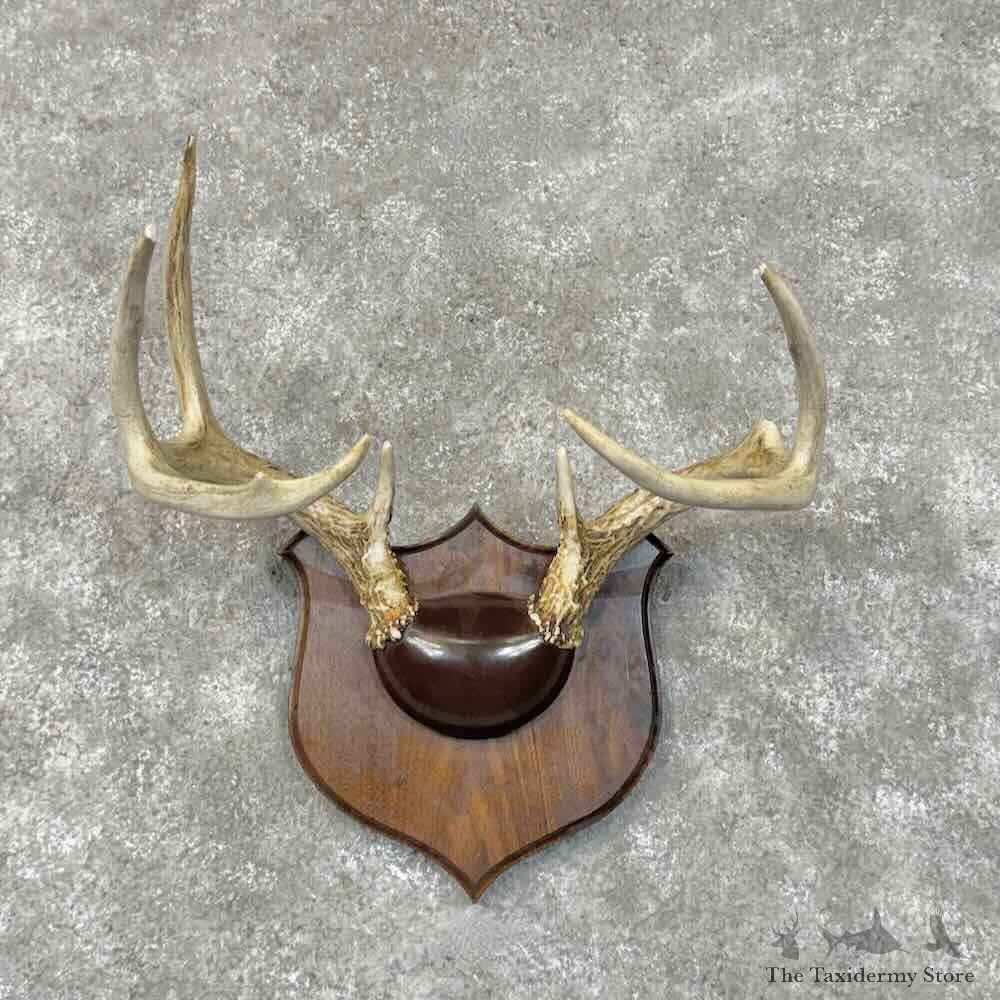 Whitetail Deer Antler Plaque Mount For Sale #30508 @ The Taxidermy Store