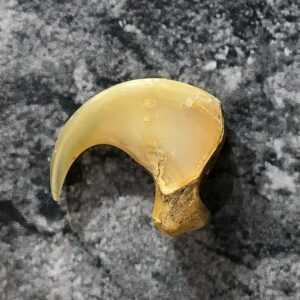 Mountain Lion Cougar Taxidermy Authentic Claw #19357 For Sale @ The Taxidermy Store