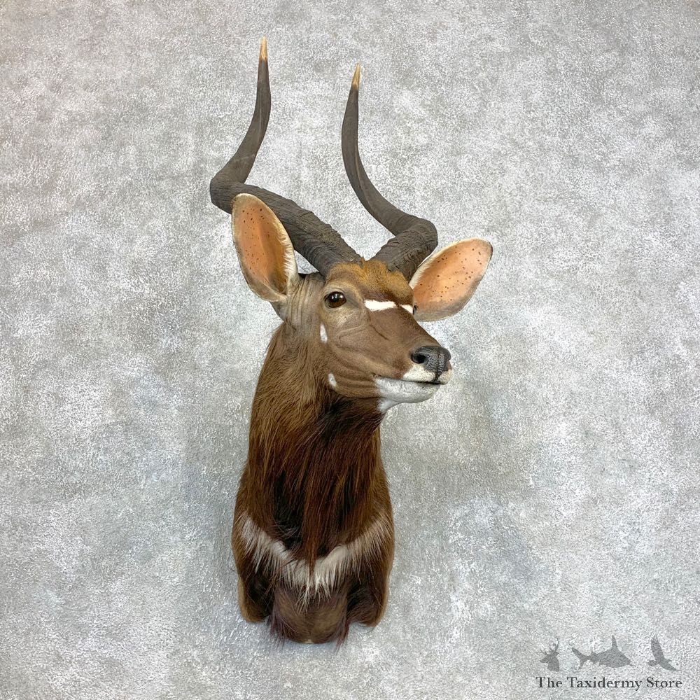 African Nyala Taxidermy Shoulder Mount #22132 For Sale @ The Taxidermy Store
