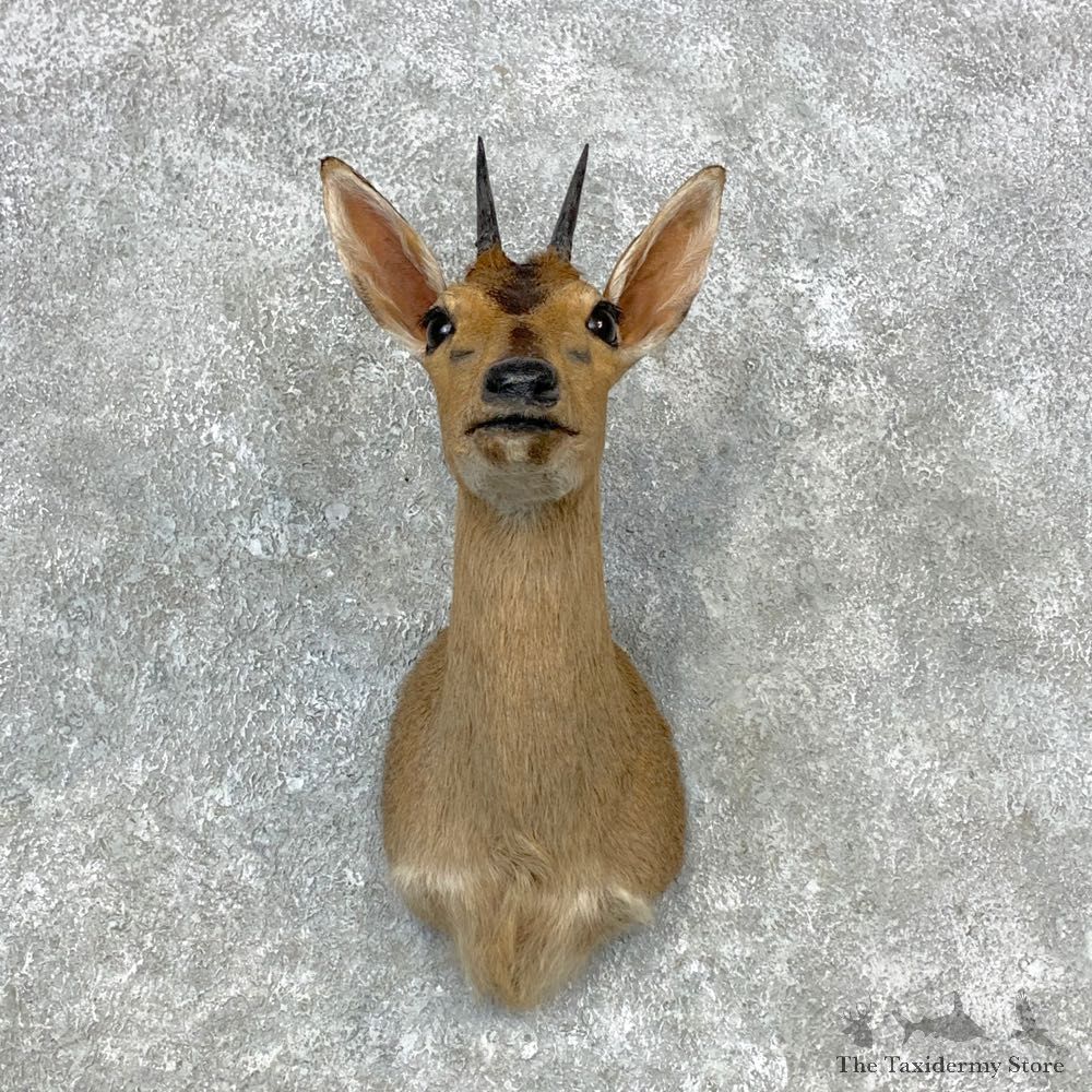 Bush Duiker Shoulder Mount For Sale #23293 @ The Taxidermy Store