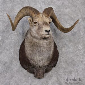 Stone Sheep Shoulder Taxidermy Mount #12517 For Sale @ The Taxidermy Store