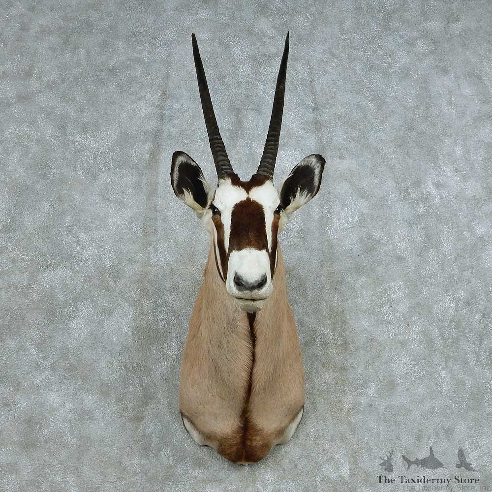 African Gemsbok Shoulder Mount #13706 For Sale @ The Taxidermy Store