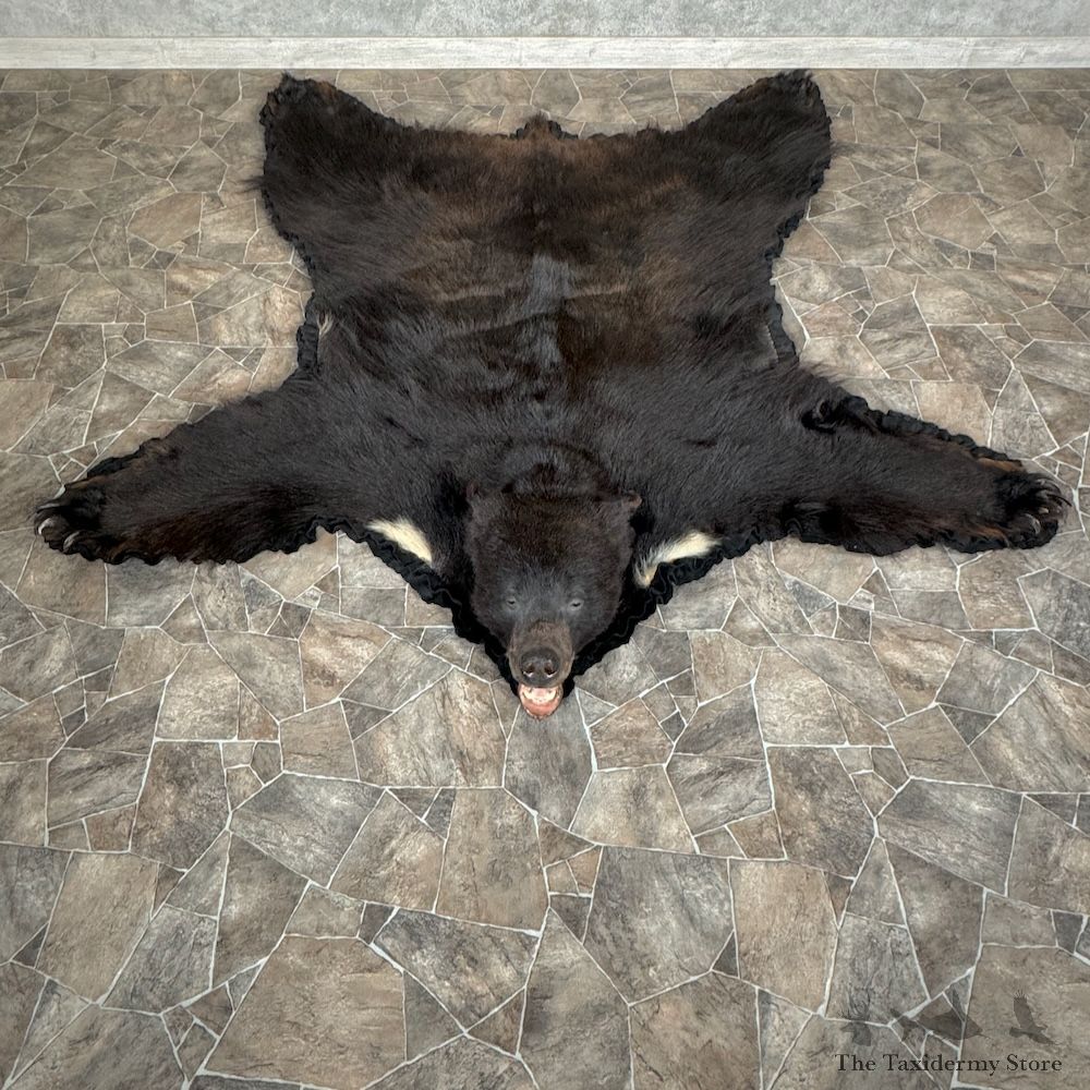 Black Bear Full-Size Rug For Sale #29304 @ The Taxidermy Store