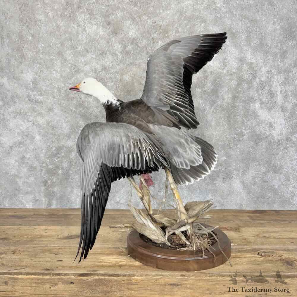 Blue Goose Bird Mount For Sale #31978 @ The Taxidermy Store