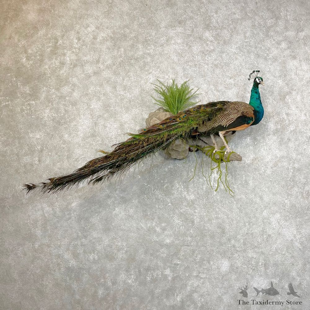 Blue Indian Peacock Bird Mount For Sale #24481 @ The Taxidermy Store