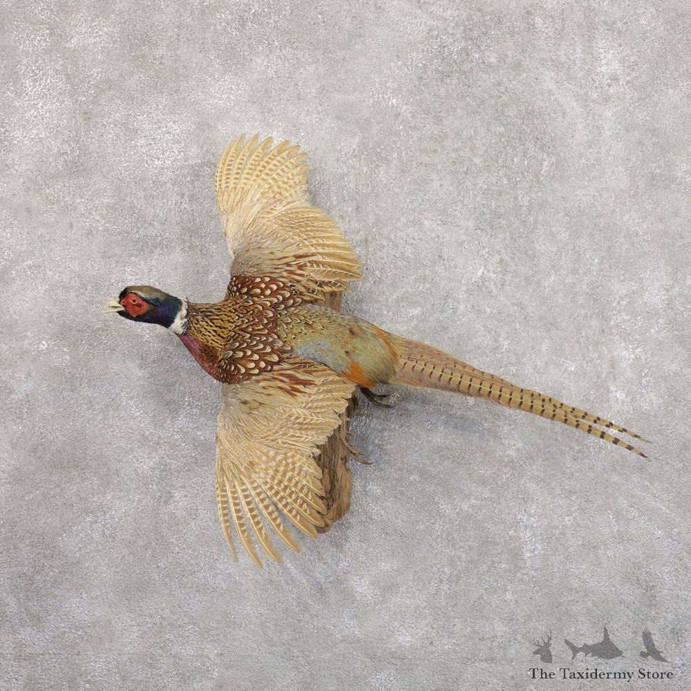 Ringneck Pheasant Bird Mount For Sale #22269 @ The Taxidermy Store
