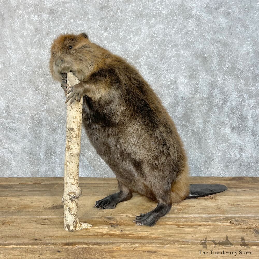 North American Beaver Mount For Sale #28488 @ The Taxidermy Store