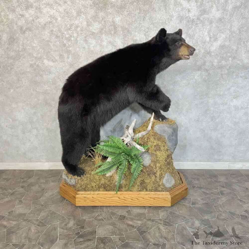 Black Bear Life-Size Mount For Sale #31222 @ The Taxidermy Store