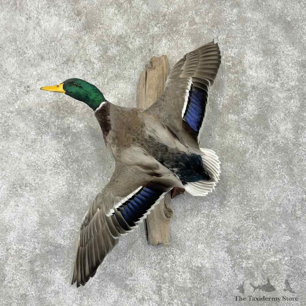 Mallard Duck Drake Bird Mount For Sale #31727 @ The Taxidermy Store