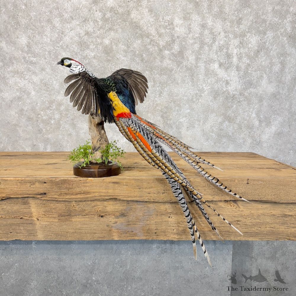 Lady Amherst Pheasant Bird Mount For Sale #30055 @ The Taxidermy Store