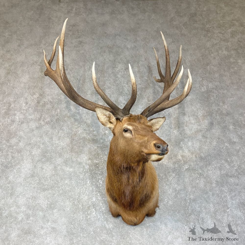 Rocky Mountain Elk Shoulder Mount For Sale #25650 @ The Taxidermy Store