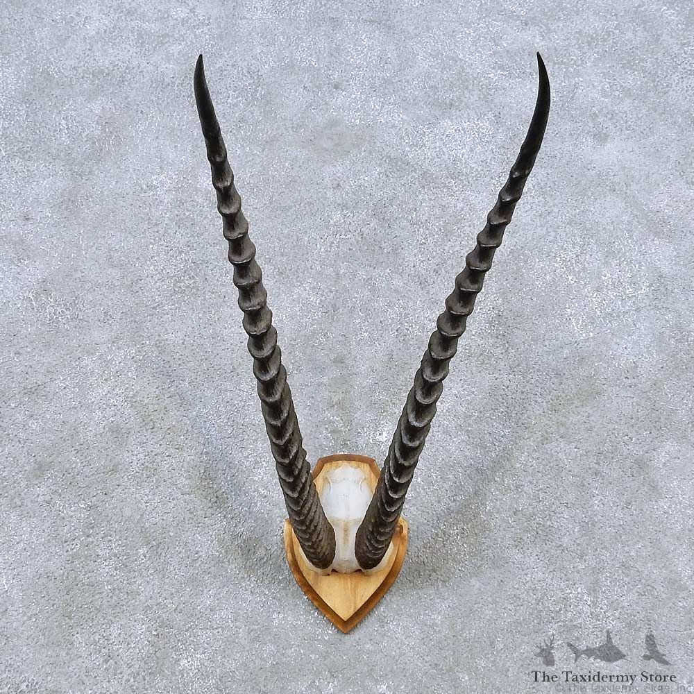 Grants Gazelle Horn Plaque Mount For Sale #14476 @ The Taxidermy Store