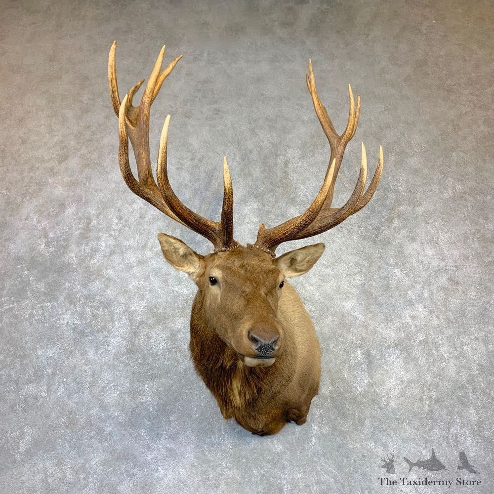 Rocky Mountain Elk Shoulder Mount For Sale #23146 @ The Taxidermy Store