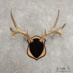 Whitetail Deer Antler Plaque Mount For Sale #20995 @ The Taxidermy Store