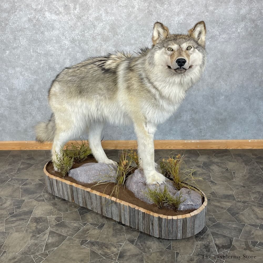 Alaskan Grey Wolf Life-Size Mount For Sale #28094 @ The Taxidermy Store
