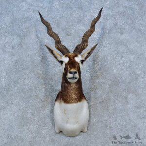 India Blackbuck Shoulder Mount For Sale #15287 @ The Taxidermy Store