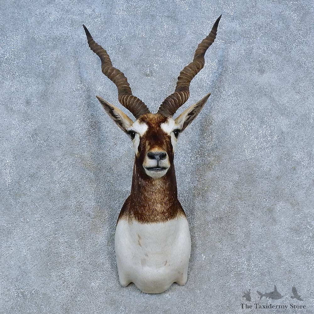 India Blackbuck Shoulder Mount For Sale #15287 @ The Taxidermy Store