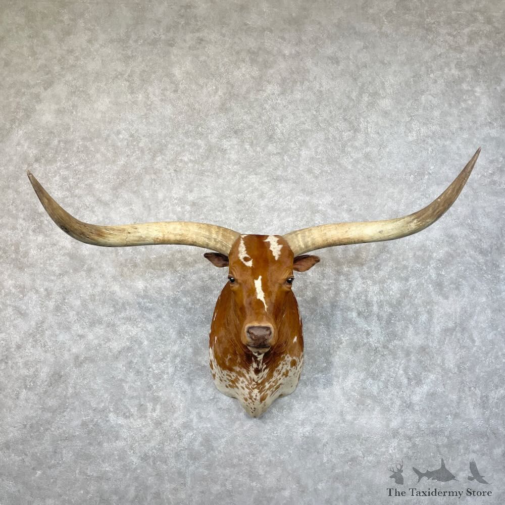 Longhorn Steer Shoulder Mount For Sale #28682 @ The Taxidermy Store