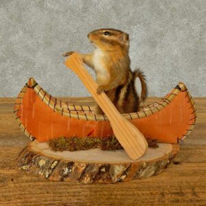 Canoe Chipmunk Novelty Mount For Sale #16322 @ The Taxidermy Store