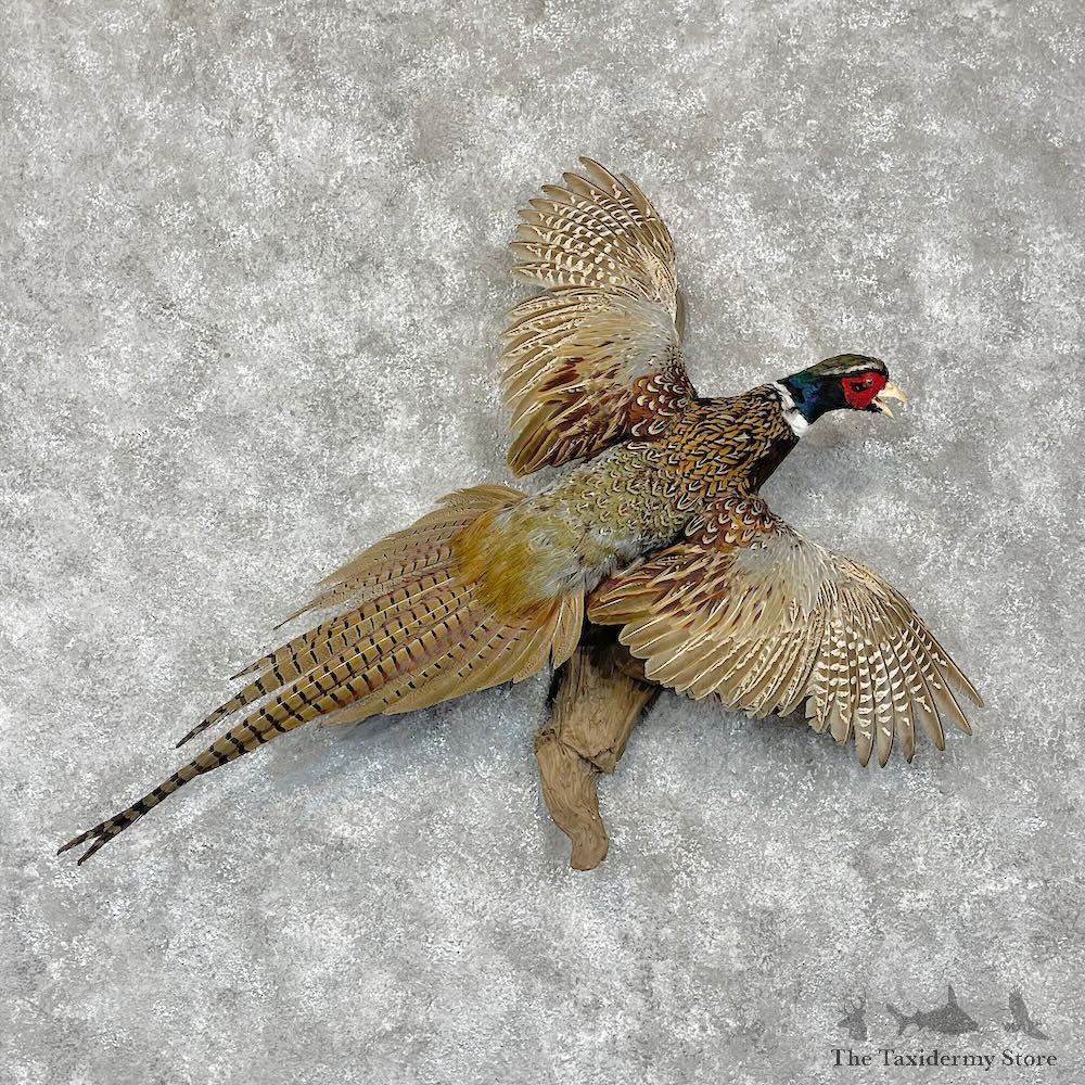 Ringneck Pheasant Bird Mount For Sale #28570 @ The Taxidermy Store