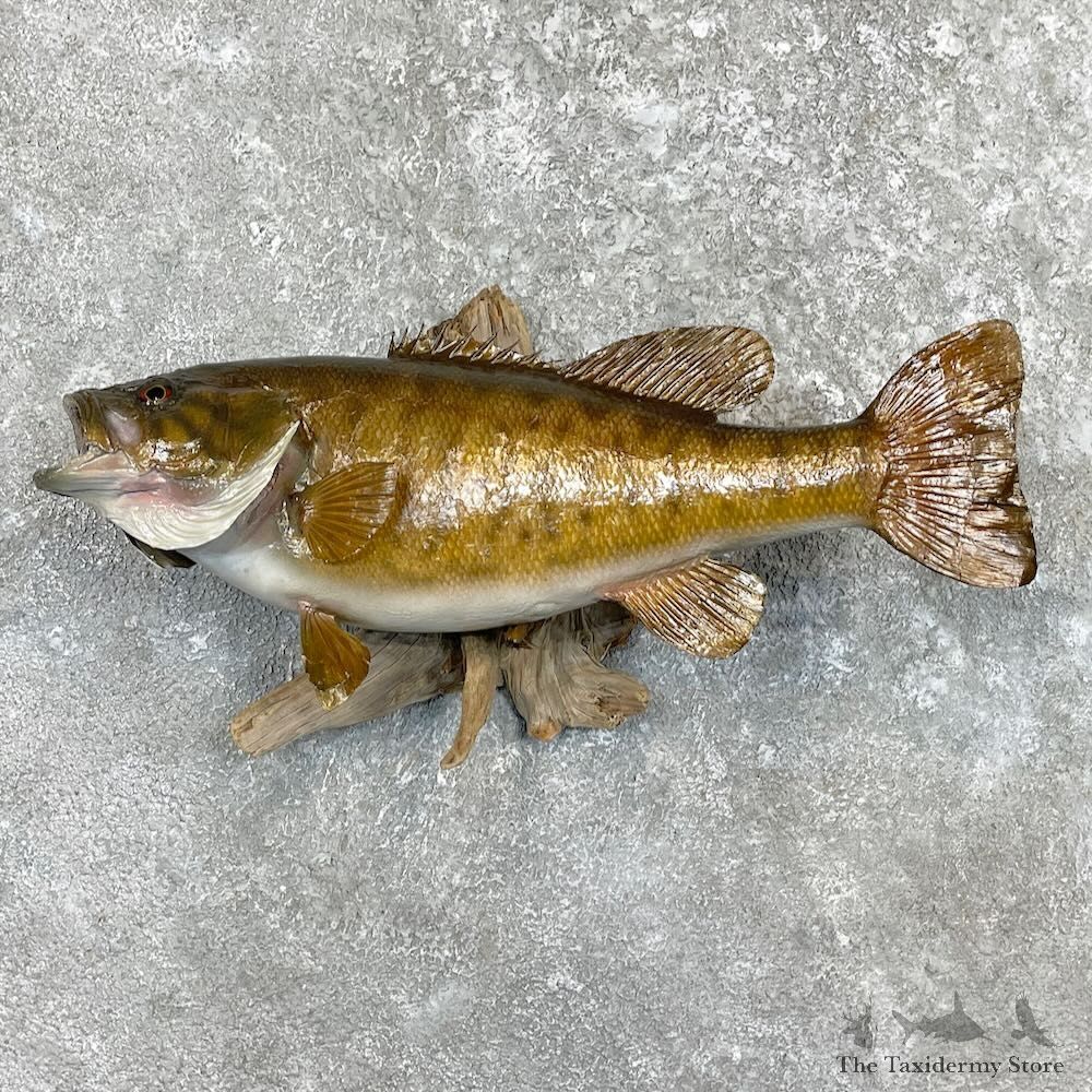 Smallmouth Bass Fish Mount For Sale #27390 @ The Taxidermy Store