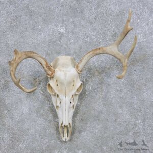 Whitetail Deer Skull Antler Mount For Sale #14065 @ The Taxidermy Store