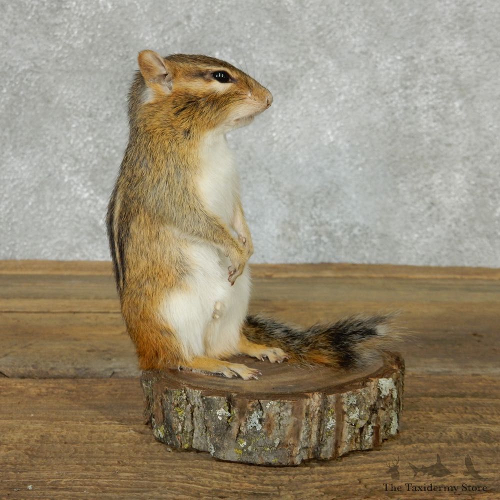 Standing Chipmunk Life Size Mount #13438 For Sale @ The Taxidermy Store