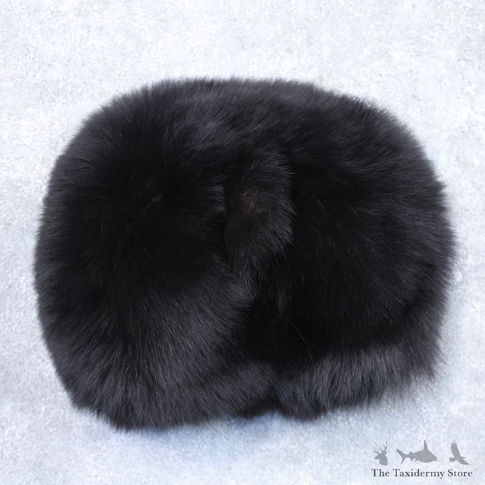 Black Bear Novelty Butt Mount For Sale #22268 @ The Taxidermy Store