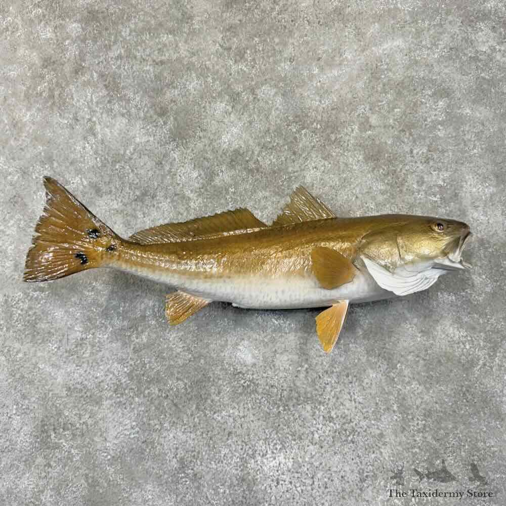 Redfish Fish Mount For Sale #30883 @ The Taxidermy Store