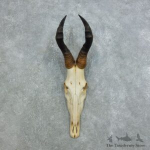 Red Hartebeest Skull & Horn European Mount For Sale #18445 @ The Taxidermy Store