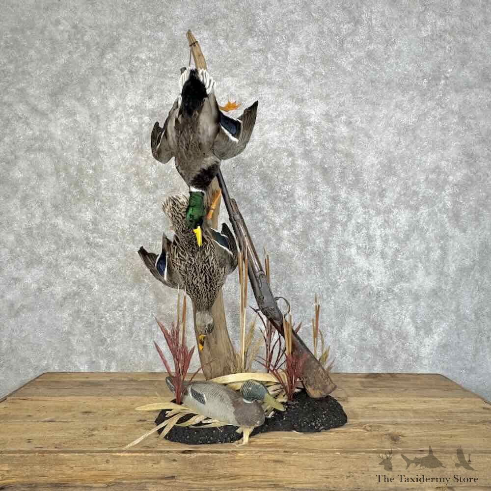 Mallard Duck Scene Mount For Sale #31085 @ The Taxidermy Store