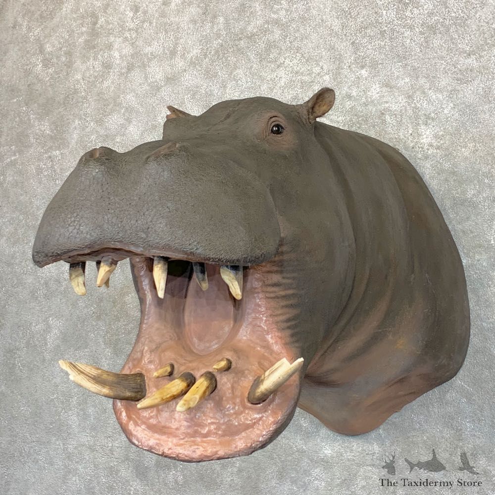 Hippopotamus Shoulder Mount For Sale #22781 @ The Taxidermy Store