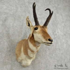 Pronghorn Antelope Shoulder Mount For Sale #16910 @ The Taxidermy-Store