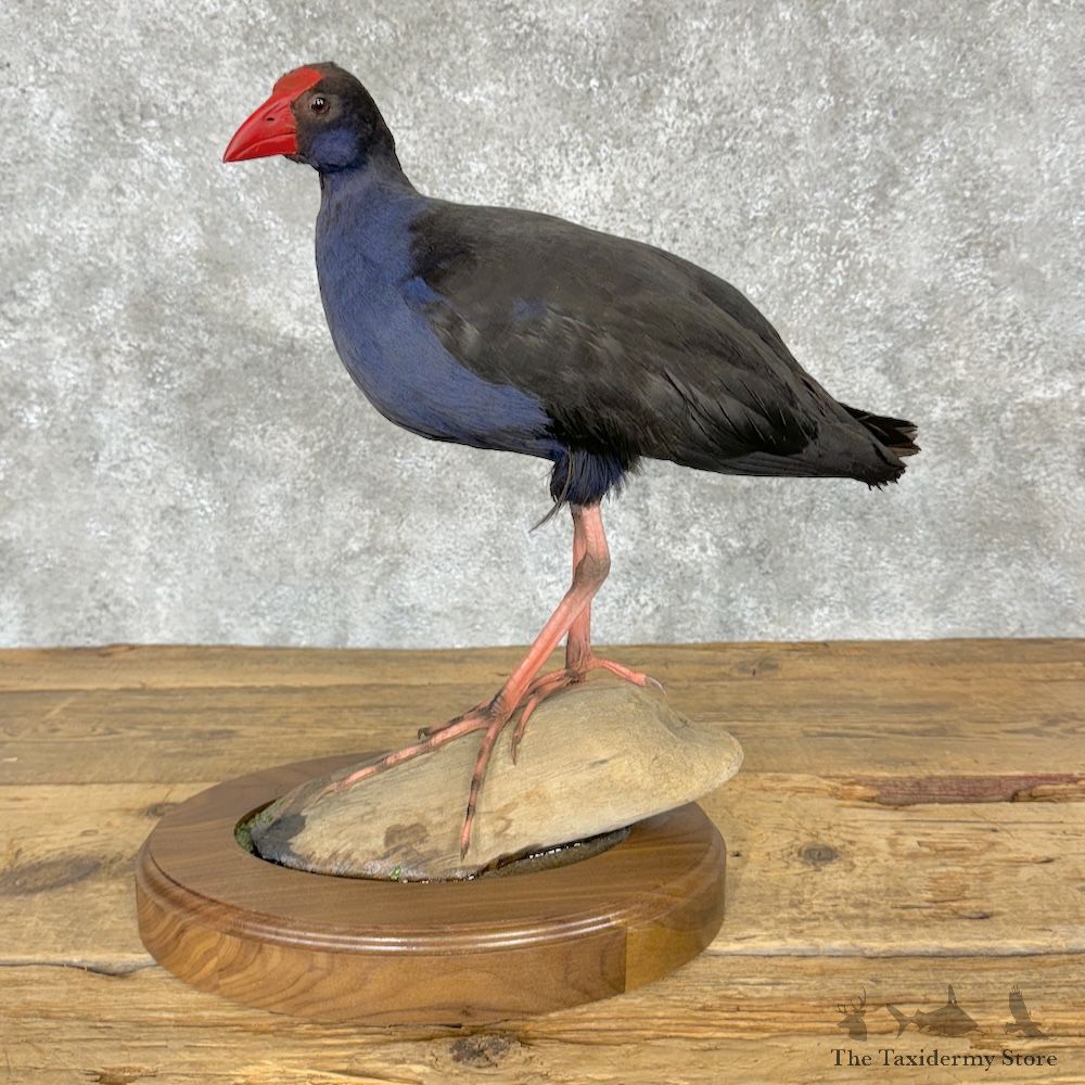 Australasian Swamphen Bird Mount For Sale #29335 @ The Taxidermy Store