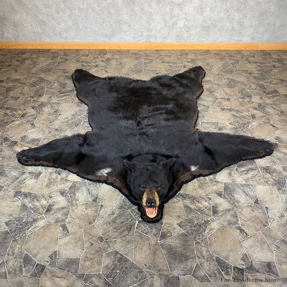 Black Bear Full-Size Rug For Sale #21170 @ The Taxidermy Store
