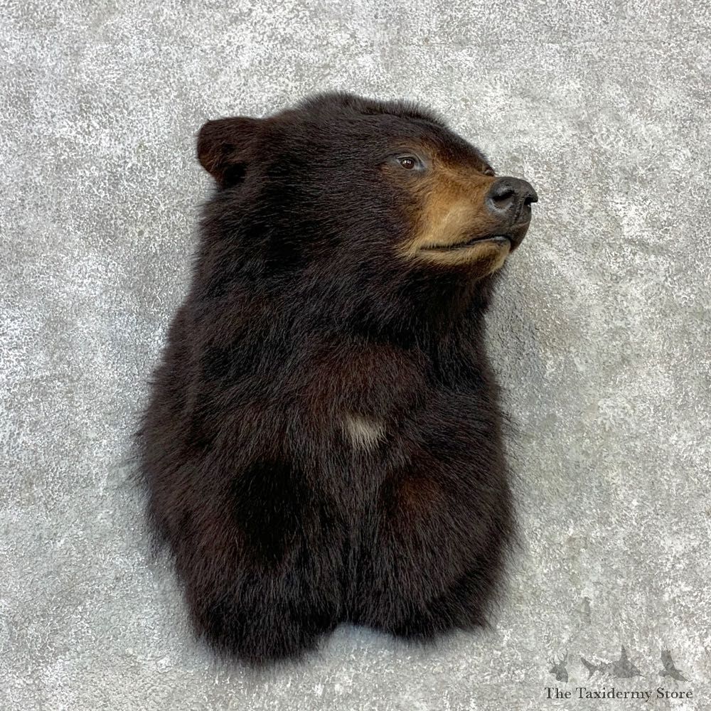 Black Bear Shoulder Mount For Sale #23094 @ The Taxidermy Store