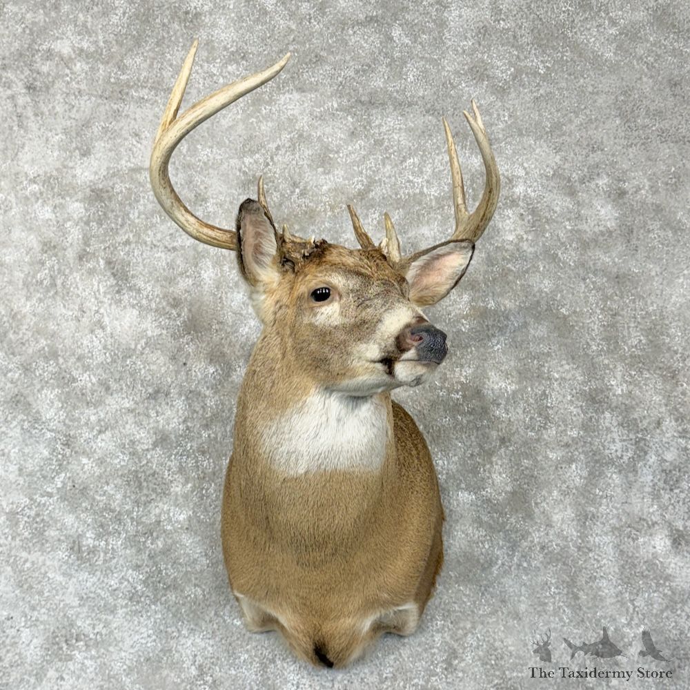 Whitetail Deer Shoulder Mount For Sale #29288 - The Taxidermy Store