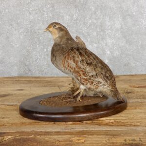 Hungarian Grey Partridge Taxidermy Mount #19478 For Sale @ The Taxidermy Store