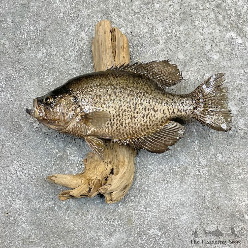 Black Crappie Fish Mount For Sale #27443 @ The Taxidermy Store