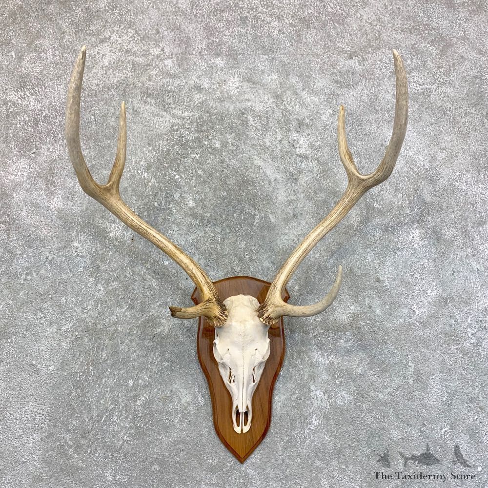 Axis Deer Plaque Mount For Sale #23558 @ The Taxidermy Store