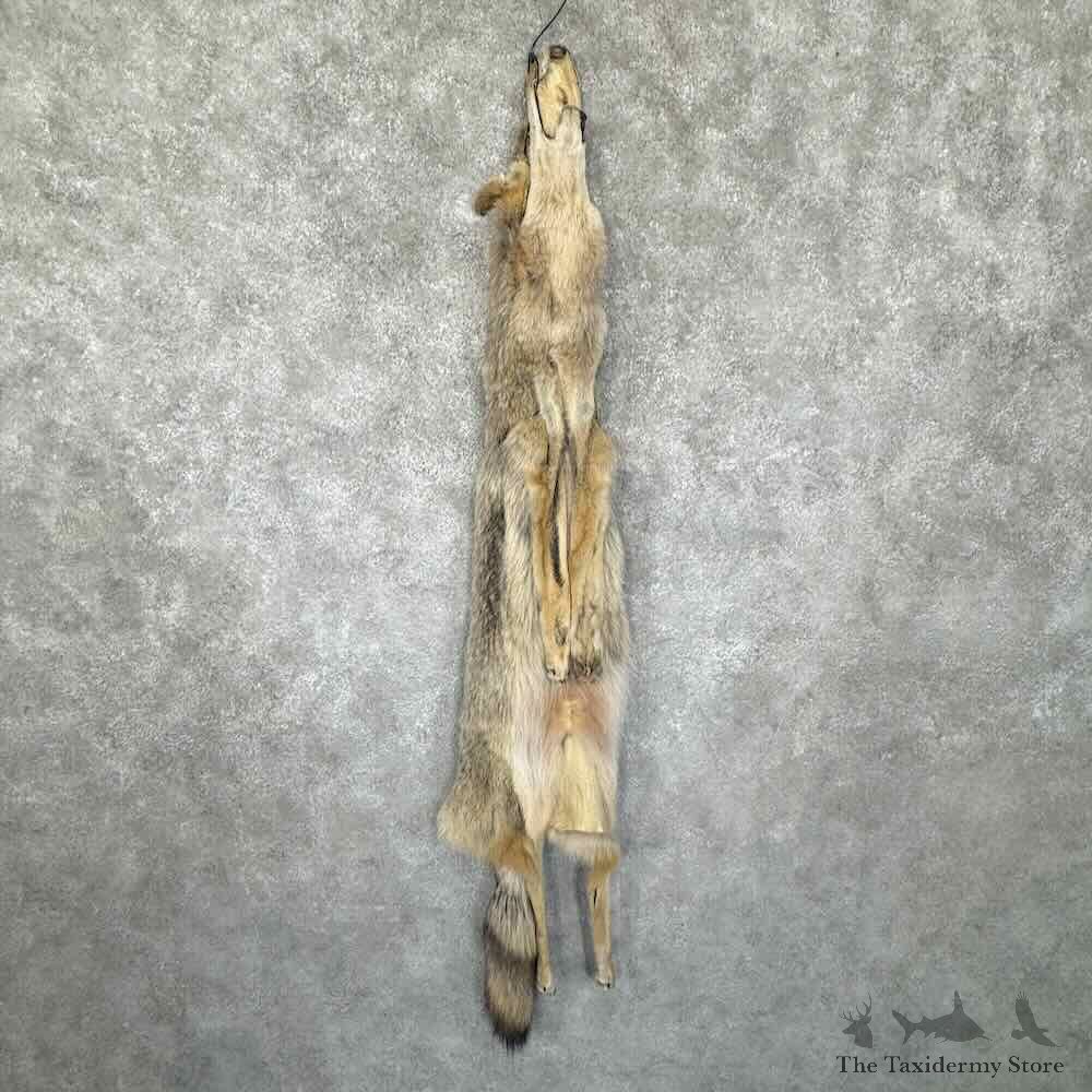 Coyote Dressing Tanned Hide For Sale #30947 @ The Taxidermy Store