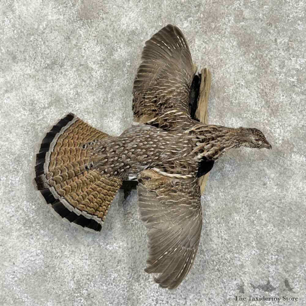 Ruffed Grouse Bird Mount For Sale #31703 @ The Taxidermy Store
