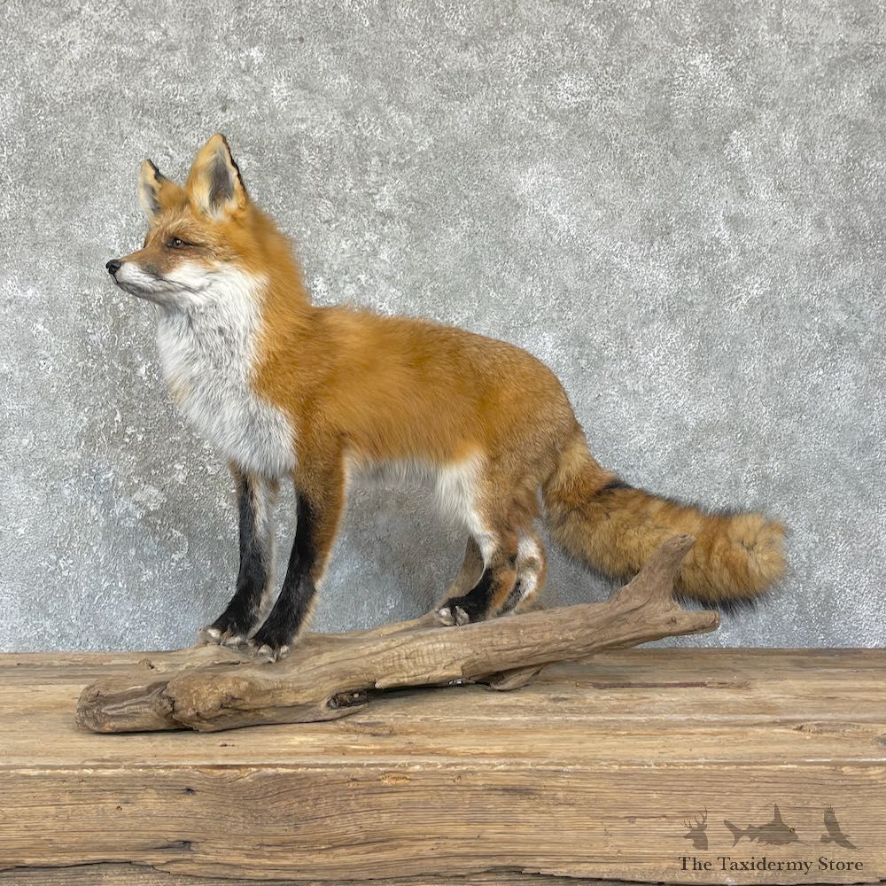 Red Fox Life-Size Mount For Sale #26422 @ The Taxidermy Store