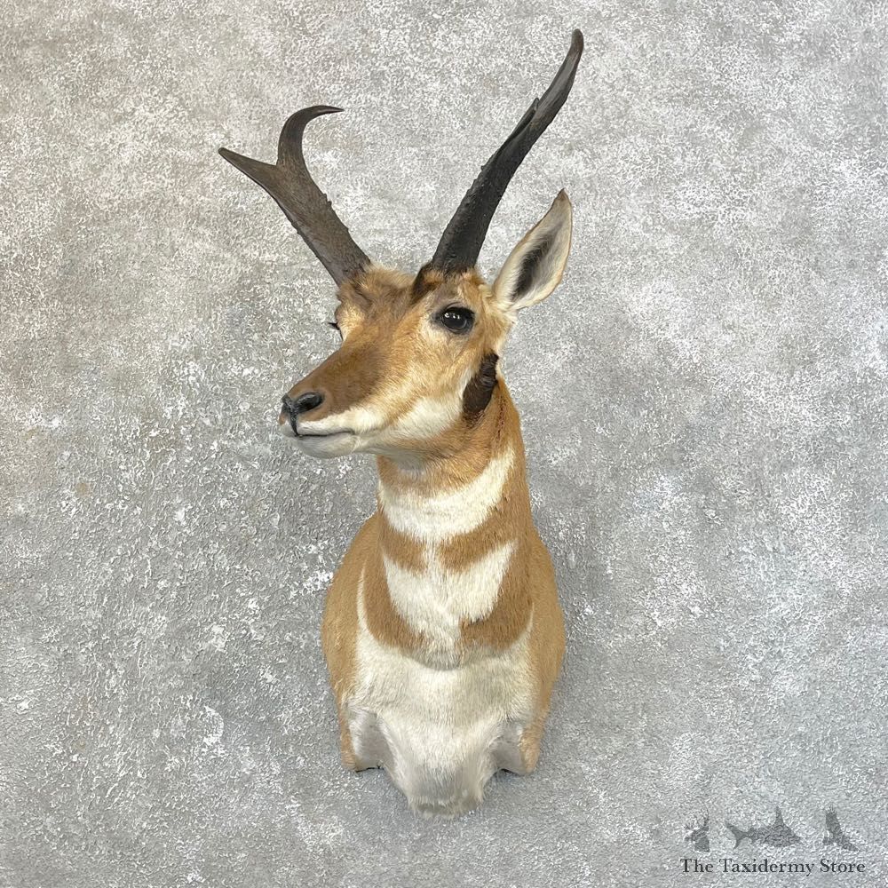Pronghorn Taxidermy Shoulder Mount #25161 For Sale @ The Taxidermy Store