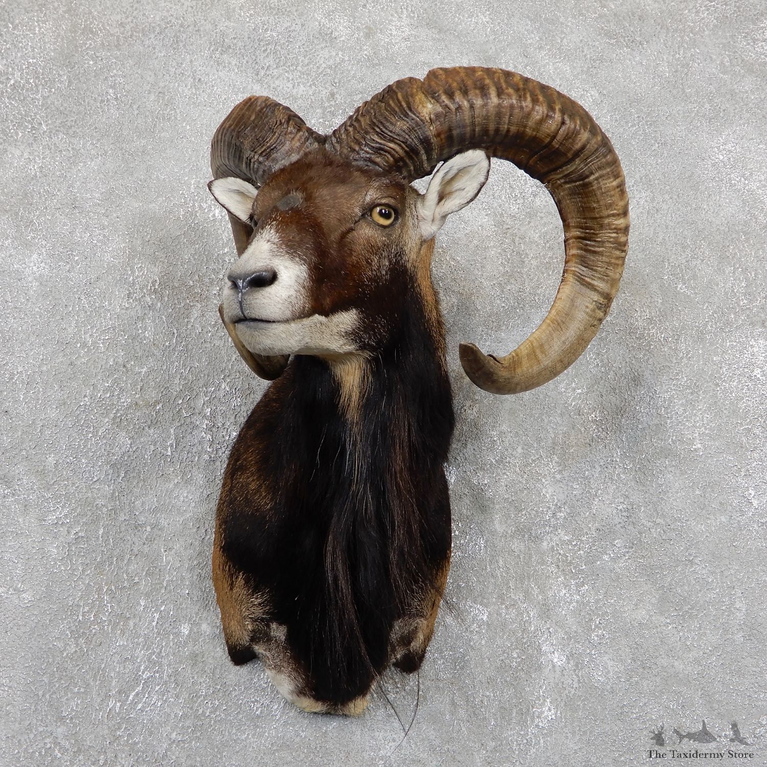 Corsican Ram Shoulder Mount For Sale #19443 @ The Taxidermy Store