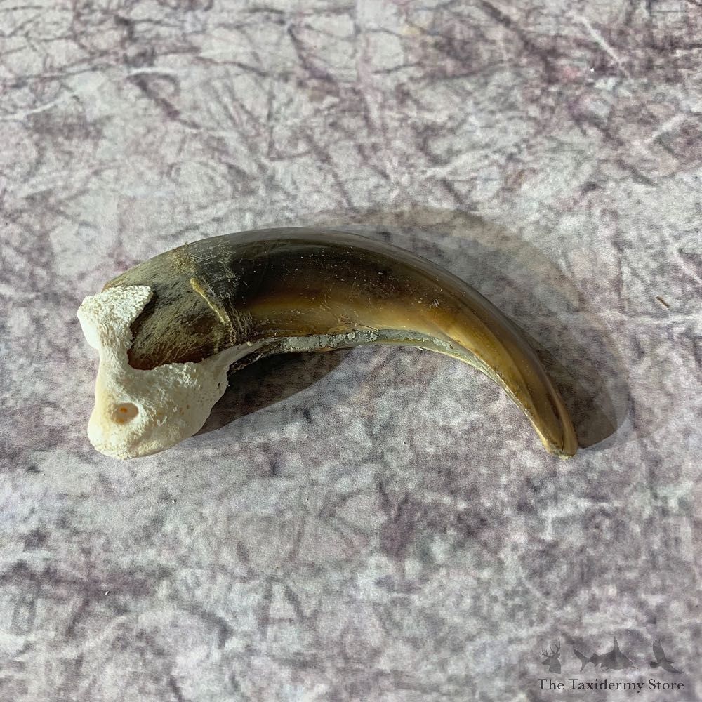 Grizzly Bear Claw For Sale #21874 - The Taxidermy Store