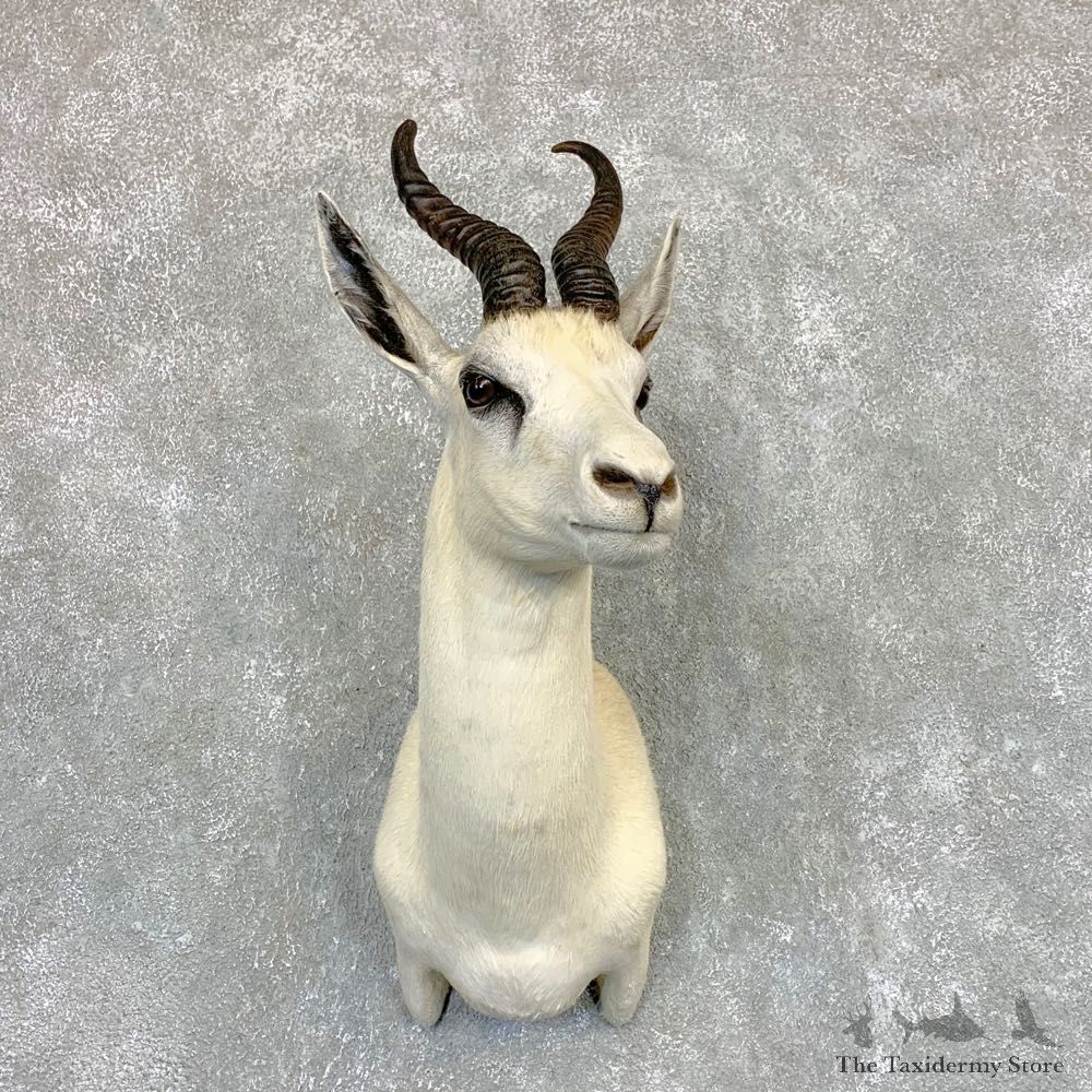 White Springbok Shoulder Mount #22097 For Sale @ The Taxidermy Store