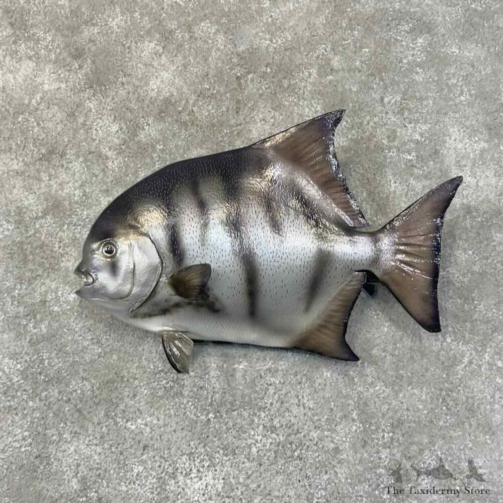 Reproduction Atlantic Spadefish Mount For Sale #31302 @ The Taxidermy Store