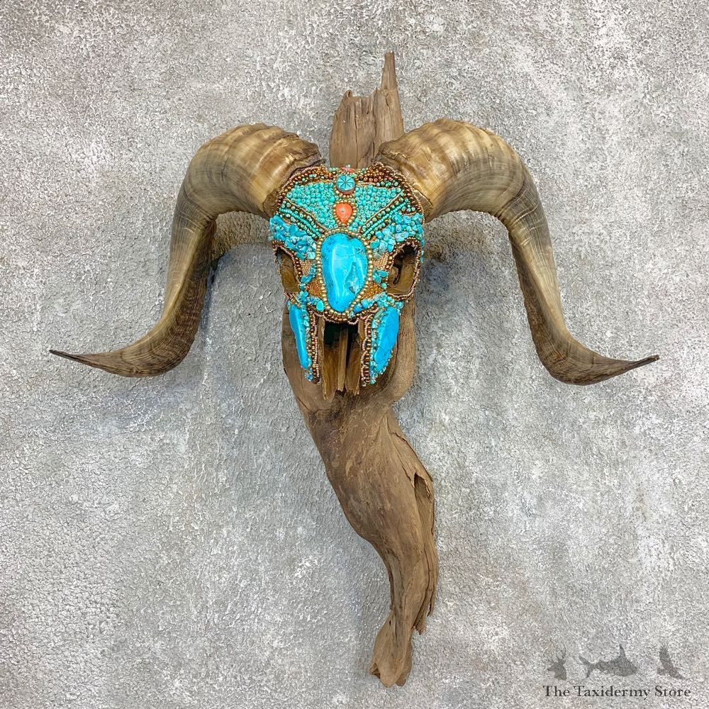 Corsican Ram Skull European Mount For Sale #22022 @ The Taxidermy Store