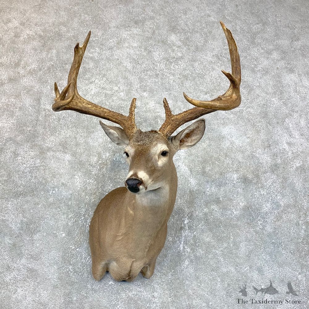 Texas Whitetail Deer Shoulder Mount #23855 For Sale - The Taxidermy Store